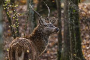 Bambi - Eine Lebensgeschichte aus dem Wald