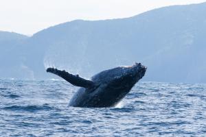 Ozean mit David Attenborough